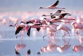 Golden Hour at Lake Nakuru